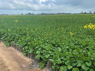 Dowerin, Western Australia, Seal Island, Western Australia