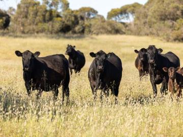 Keilira, Tatiara, South Australia
