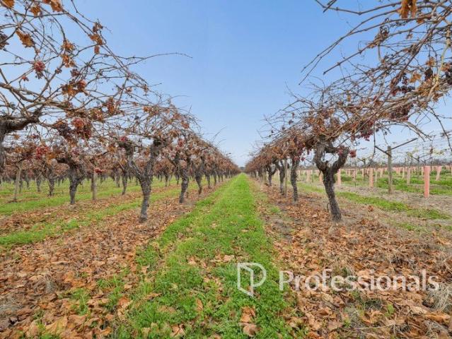 Quality Vineyard & Family Home on 10.18Ha 25 Acres