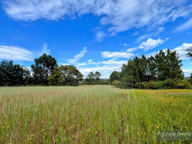 Quinta 3,4 Hectares em Louriçal do Campo