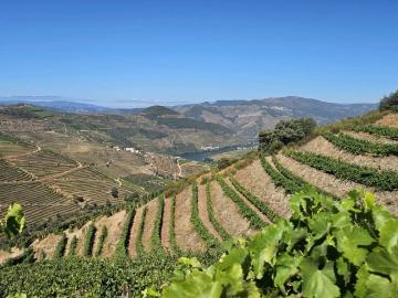 Quinta com 20 Hectares no Douro | Vinha em Produção, Olival e Marca Própria