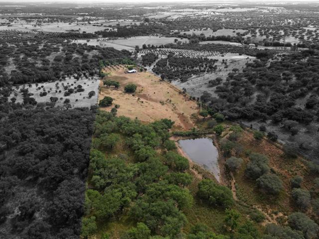 Quinta Charmosa em Montemor o Novo Oportunidade Única