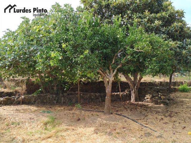 Quinta com muitas árvores de fruto