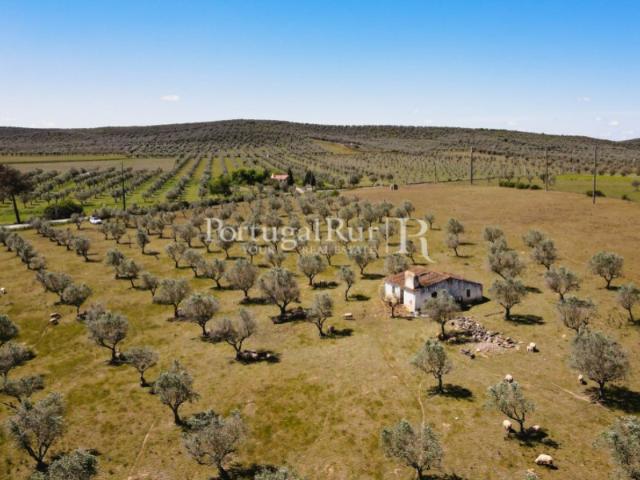 Quinta com monte para recuperar em Sousel