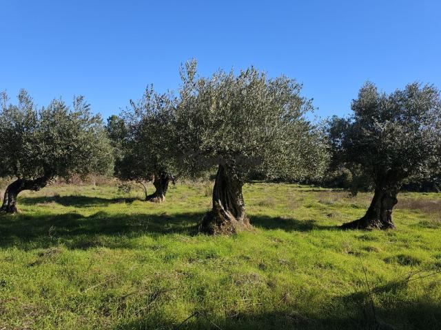 Quinta com olival e arrecadação