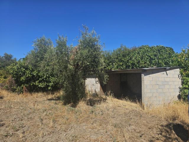 Quinta com olival e arrecadação