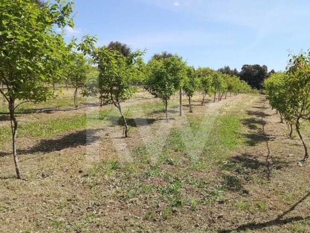 Quinta com Produção de Agricultura Biologica com Enorme Rentabilidade com 5ha Louriçal do Campo