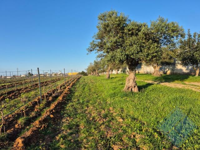 Quinta com Produção Vinícola | 8,5 ha 85.000 m² | Reguengos de Monsaraz |