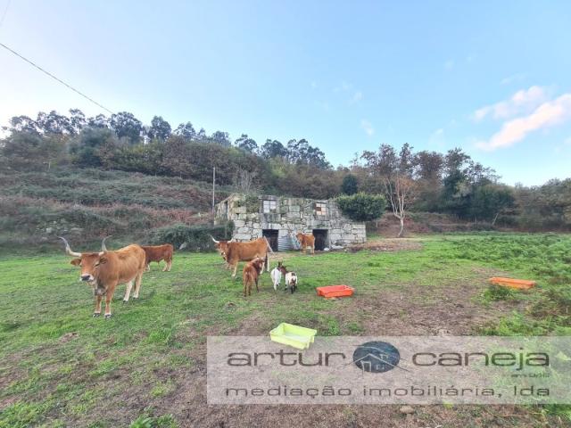 Quinta com Ruína de Casa em Pedra e 10.000 m2 Terreno