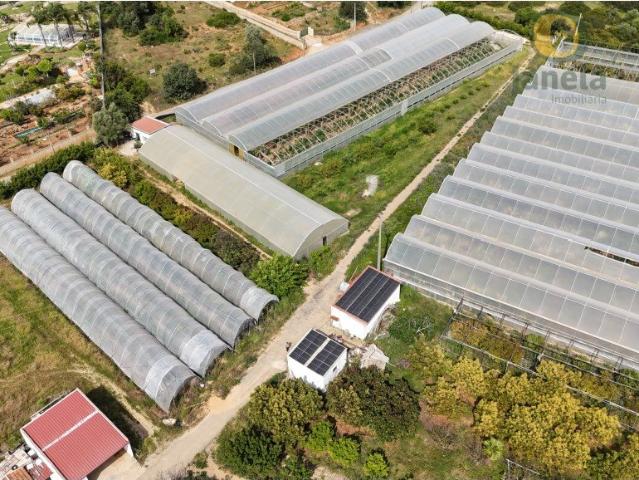 Quinta com uma área total de 4 ha, duas habitações com 300 m. 280m² Pechão