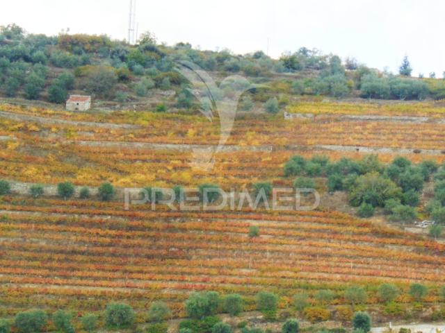 Quinta com vinha do Douro e Olival em produção Vila Real