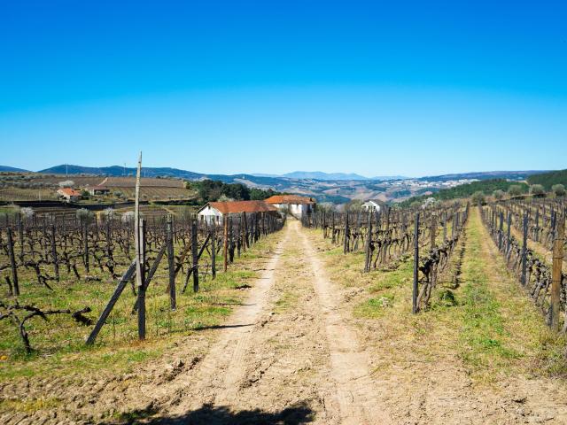 Quinta com vinha em Vila Real