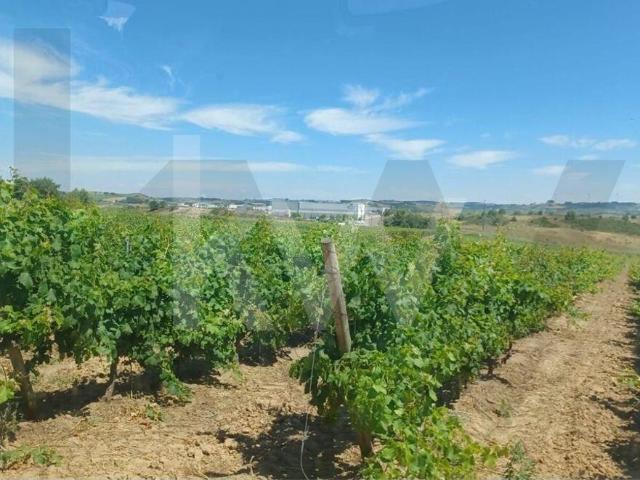 Quinta com Vinhas em Carvoeira *No Oeste