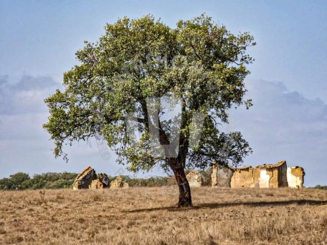 Quinta com 14ha São Bartolomeu da Serra