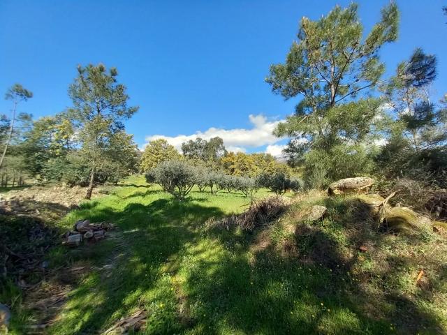 Quinta com 24750m2 Louriçal do campo