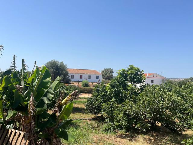 Quinta com 208.790m2, em Plena produção de Citrinos, e estufas, com elevado rendimento. Grande Potencial para projetos com fundos Europeus, e Turismo Rural