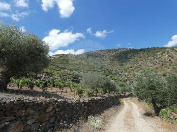 Quinta à venda em Vila Nova de Foz Côa