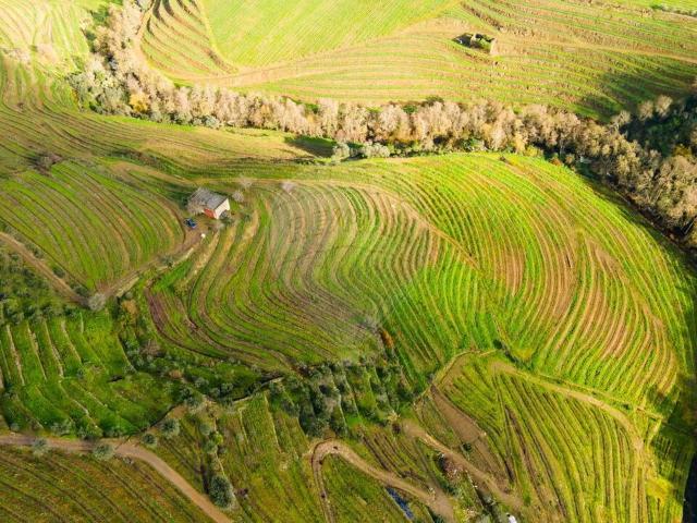 Quinta à venda em Alijó