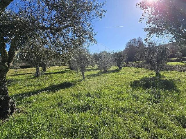Quinta à venda em Caria, Belmonte RE/MAX Portugal