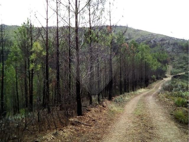 Quinta à venda em Estreito Vilar Barroco, Oleiros RE/MAX Portugal