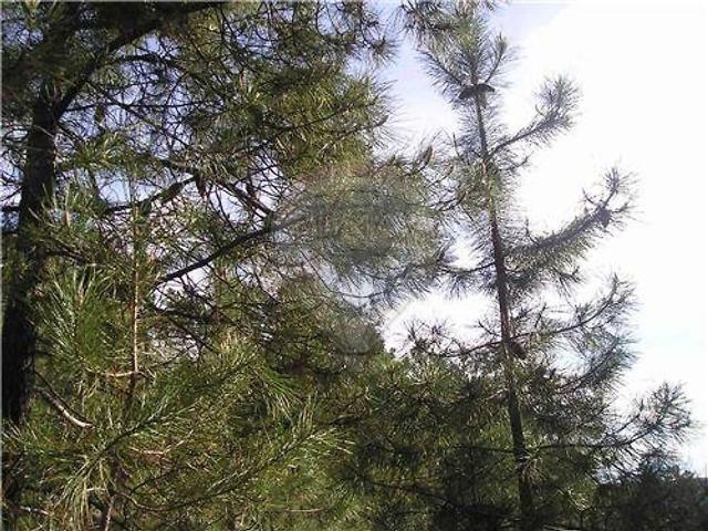 Quinta à venda em Oleiros Amieira, Oleiros RE/MAX Portugal