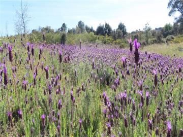 Aldeia de João Pires, Uniao de Freguesias de Aldeia do Bispo Aguas Aldeia de Joao Pires, Penamacor