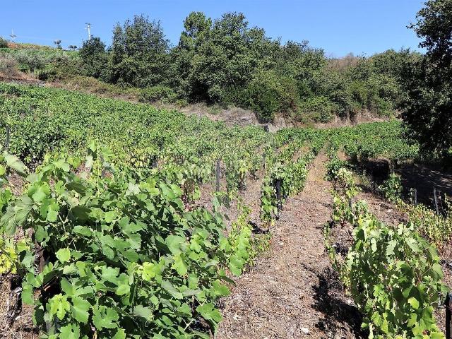 Quinta à venda em Peso da Régua e Godim, Peso da Régua RE/MAX Portugal
