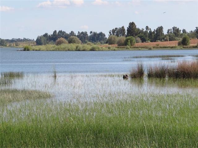 Quinta à venda em Soalheira, Fundão RE/MAX Portugal