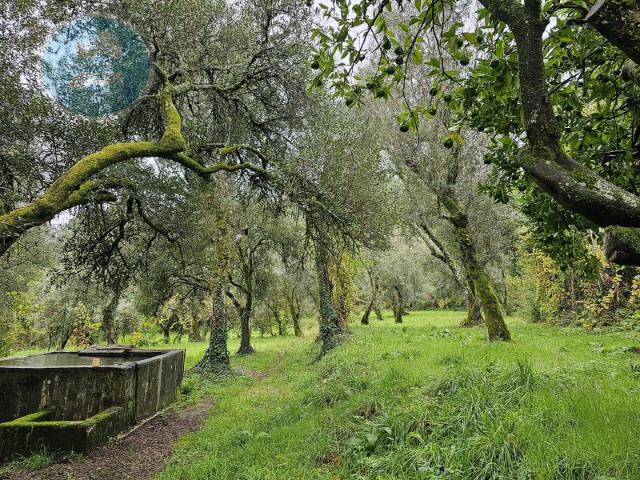 Quinta à venda, localizada no Lugar de Água Redonda, Cabeceiras de Basto