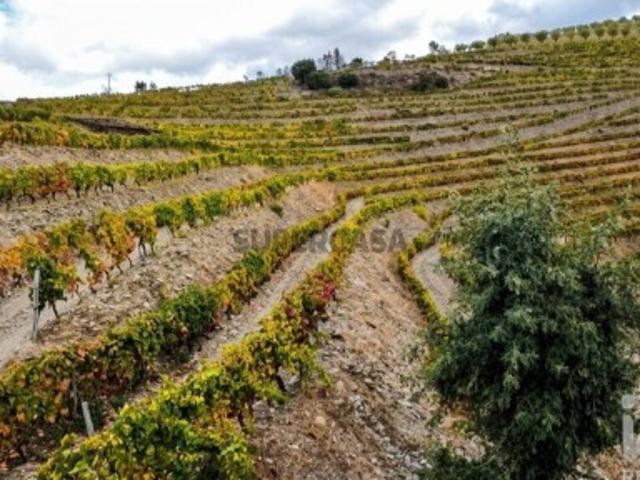 Quinta agricola em Cedovim de 54000 m²