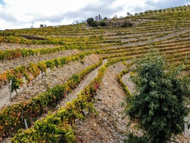 Quinta agricola em Cedovim de 54000 m²