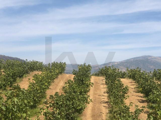 Quinta Agrícola em produção de Figos