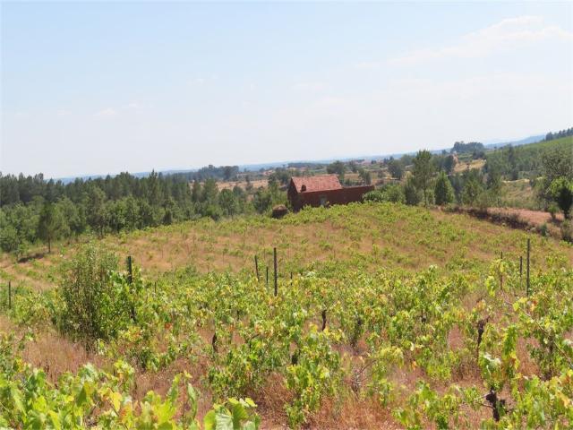 Quinta Biológica com 3 hectares uma ruína de Pedra Incrível para converter numa zona de estar, auto rega e muitas árvores