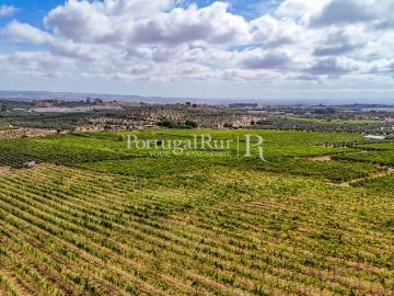 Quinta de 6,9 ha com vinha em produção, Borba