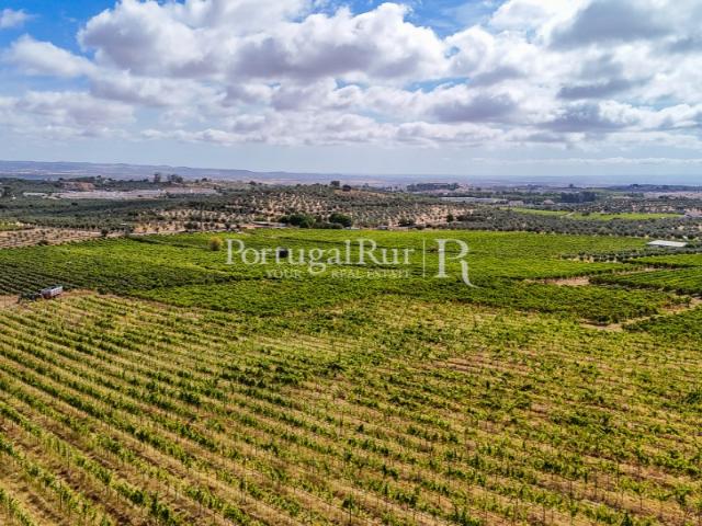 Quinta de 6,9 ha com vinha em produção, Borba