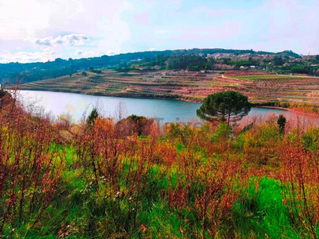 Quinta do Tapado