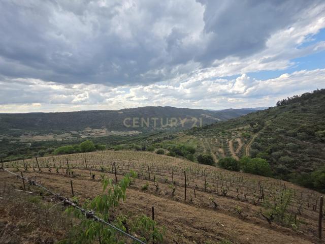 Quinta dos Cantos — Propriedade com vinha, olival e potencial agrícola no Douro Superior