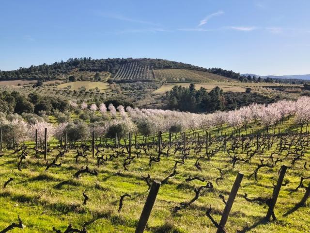 Quinta da Granja Propriedade Rural de Sobreiros, Amendoal, Olival e Vinha