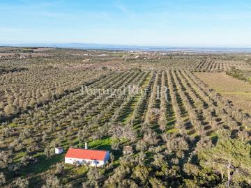 Quinta de 9,6 ha com ruína e vinha em Estremoz