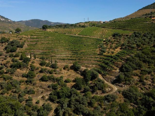 Quinta de Batéu – Douro Vinhateiro m² Santa Leocádia