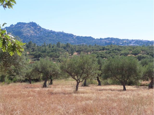 Quinta de grande potencial com 44.000m2, muitas regas próprias de nascentes, muitas azeitonas e um edifício rural com cerca de 65m2. Excelente acesso
