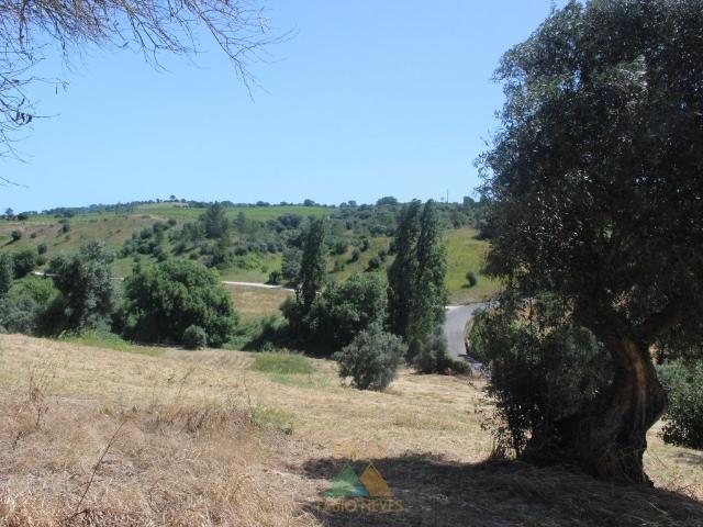 Quinta De Investimento Premium Em Torres Novas m² Torres Novas Santa Maria, Salvador e Santiago