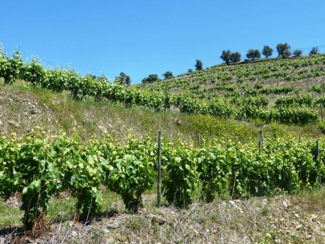 Quinta de Vinho do Porto e Doc. Portugal, Douro, Pinhão