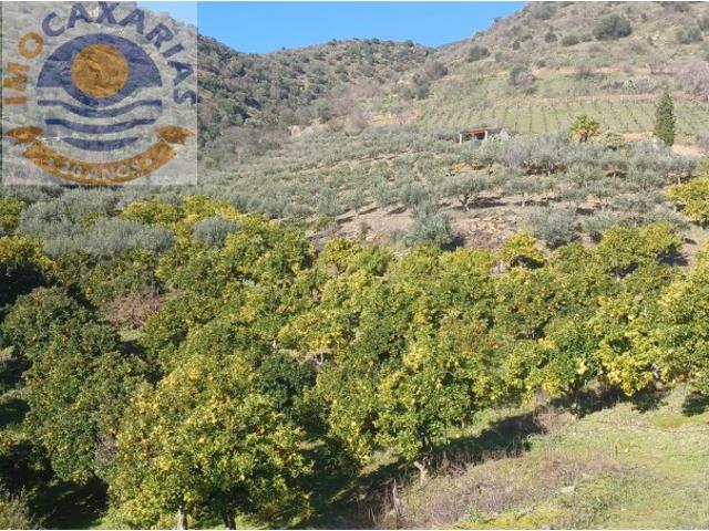 Quinta em Barca d'Alva 3 Hectares de Tradição e Natureza no Douro Internacional