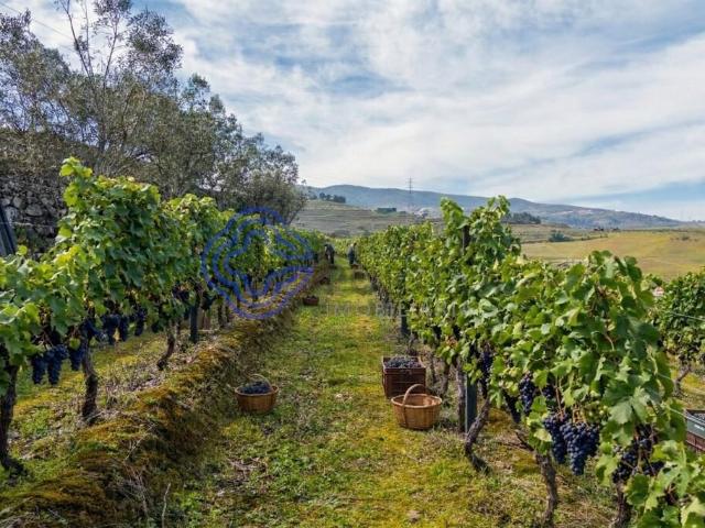 Quinta em Lamego, Douro