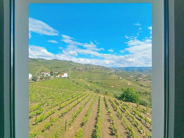 Quinta em Santa Marta de Penaguião, com 50.000 m² – Produção de Vinho do Porto, Azeite