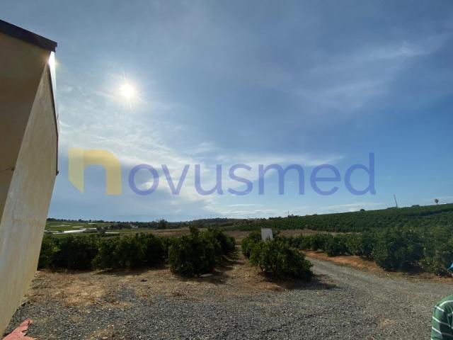Quinta em plena produção de laranjal, exploração agrícola, Algarve, Quelfes, Olhão