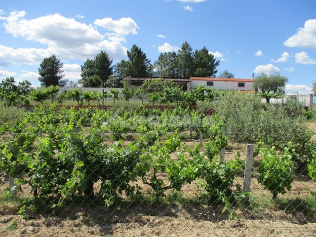 Quinta muito bem localizada, com árvores de fruto, oliveiras, com água da rede e furo