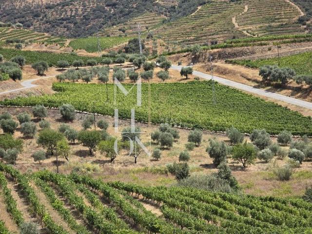 Quinta no coração do Douro Vinhateiro – Uma Oportunidade Única de Investimento