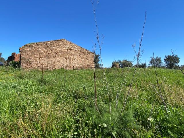 Quinta no Alentejo, com plantação de sobreiros, tudo vedado e com uma ruina.